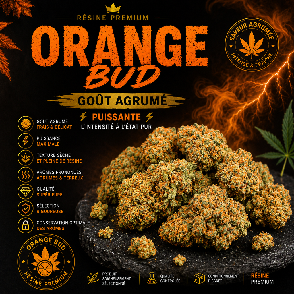 Orange Bud Premium 🍊 – La Référence Skunk aux Notes d’Agrumes Intenses