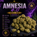 Amnesia smal bud